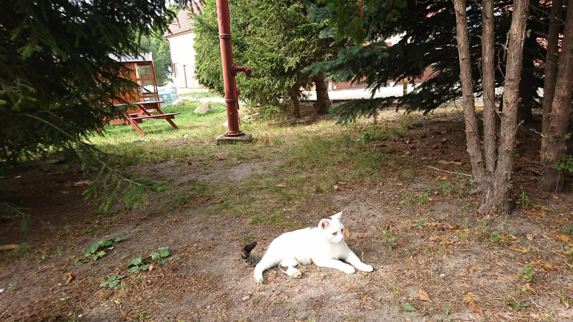 Noclegi Zdzislaw Sieradzki Zbiczno Dış mekan fotoğraf