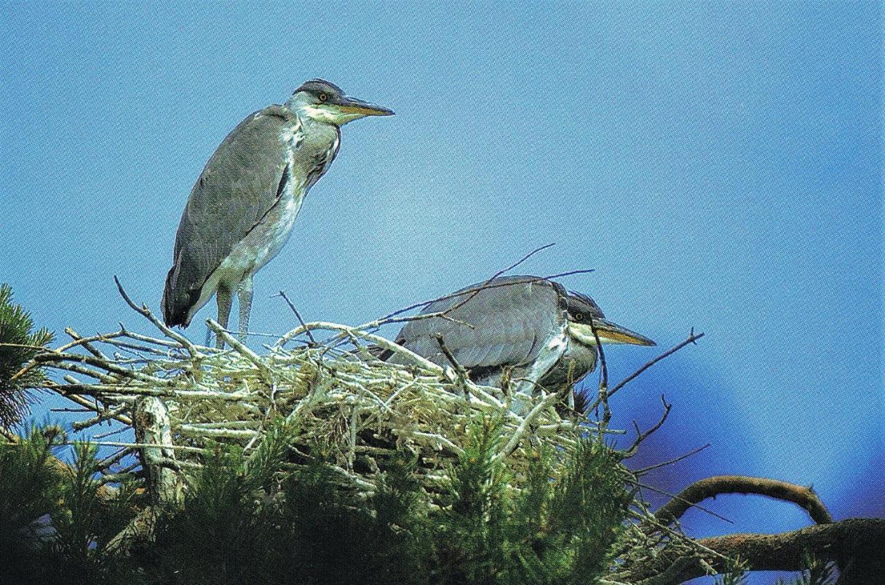 Noclegi Zdzislaw Sieradzki Zbiczno Dış mekan fotoğraf