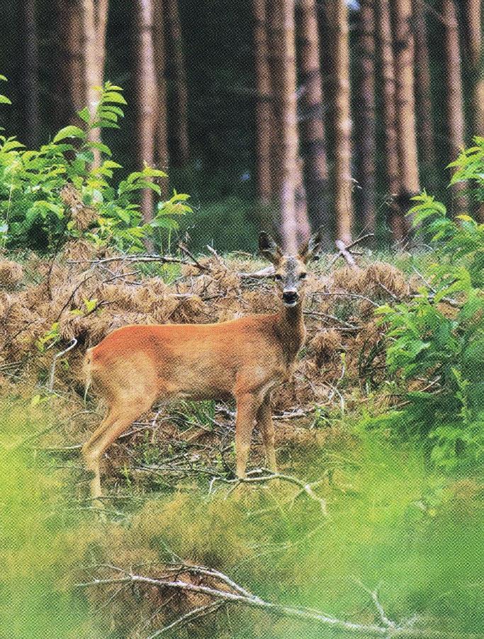 Noclegi Zdzislaw Sieradzki Zbiczno Dış mekan fotoğraf