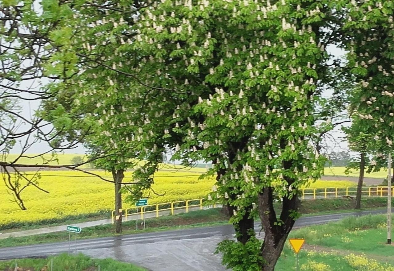 Noclegi Zdzislaw Sieradzki Zbiczno Dış mekan fotoğraf